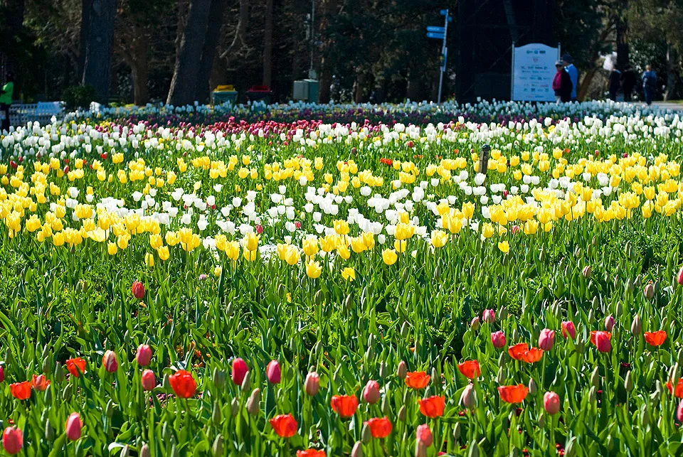 psFloriade02