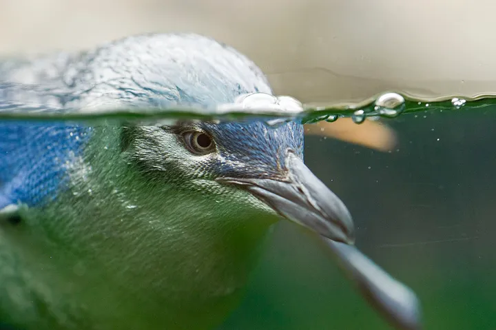 Twilight at Taronga - Dan Sultan