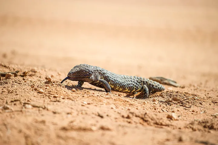 Scotia Part 2 - Transects