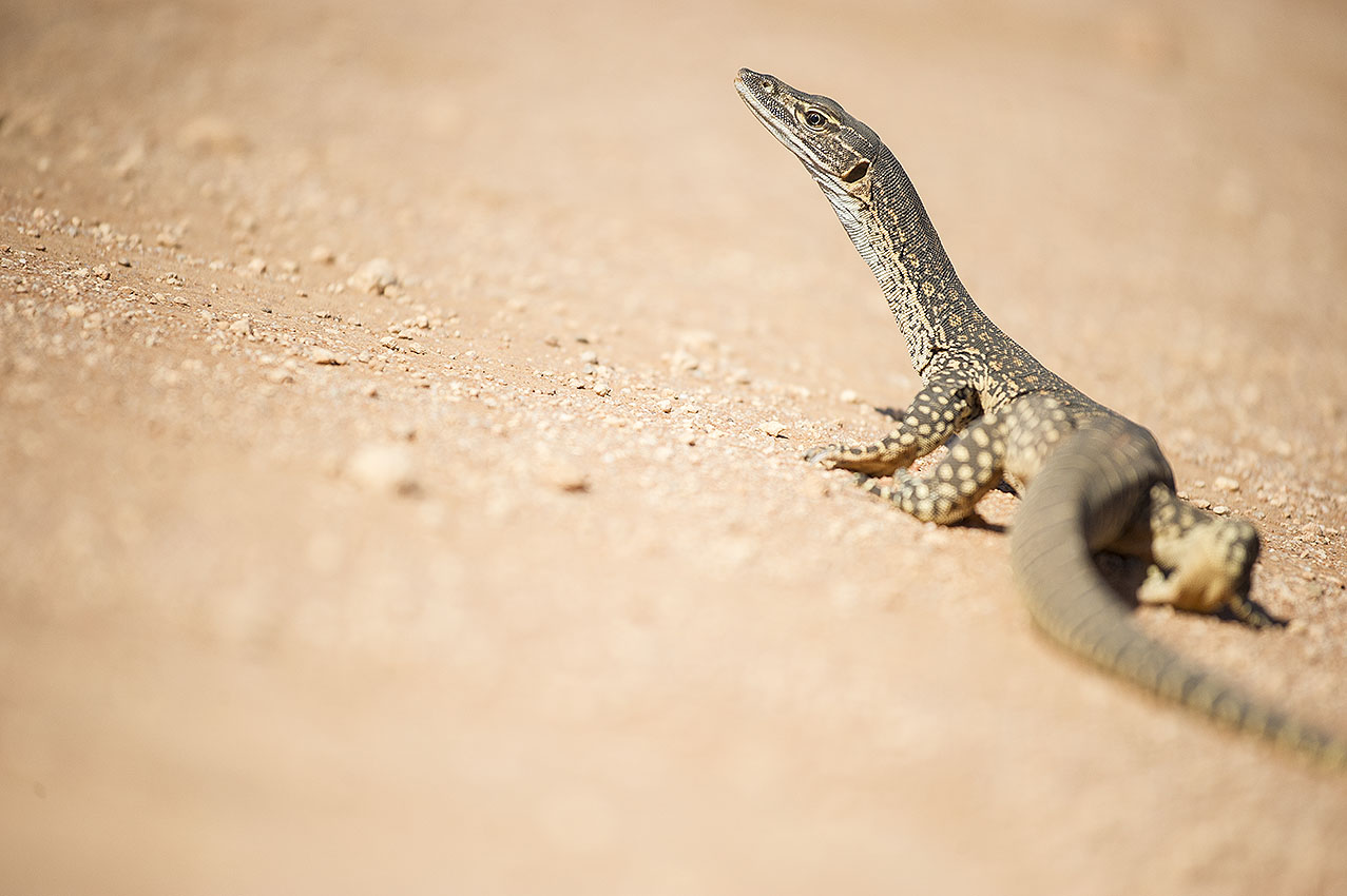 Scotia Part 3 - Marking out Plots