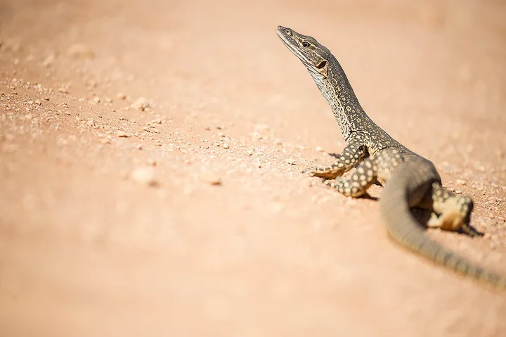 Scotia Part 3 - Marking out Plots